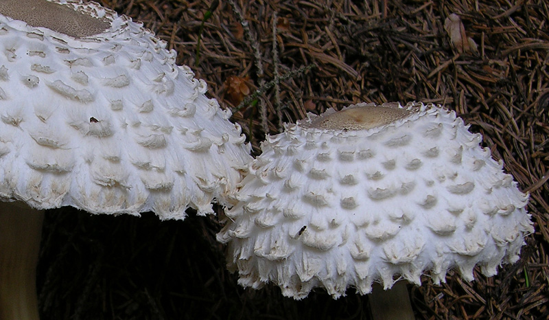 Leucoagaricus nympharum.